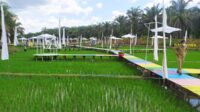 wisata sawah pangkalan dewa kobar
