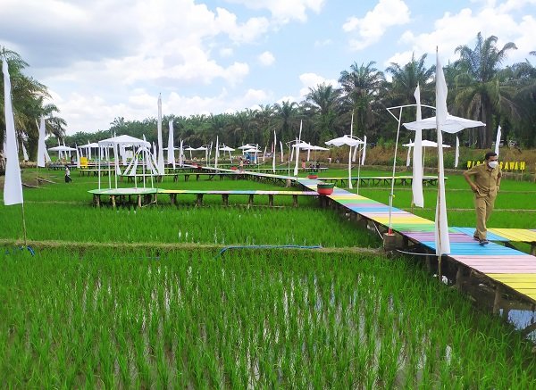 SAWAH WISATA wisata sawah pangkalan dewa kobar