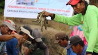 Kalteng,Kalteng Bakal Kebanjiran Udang Vaname