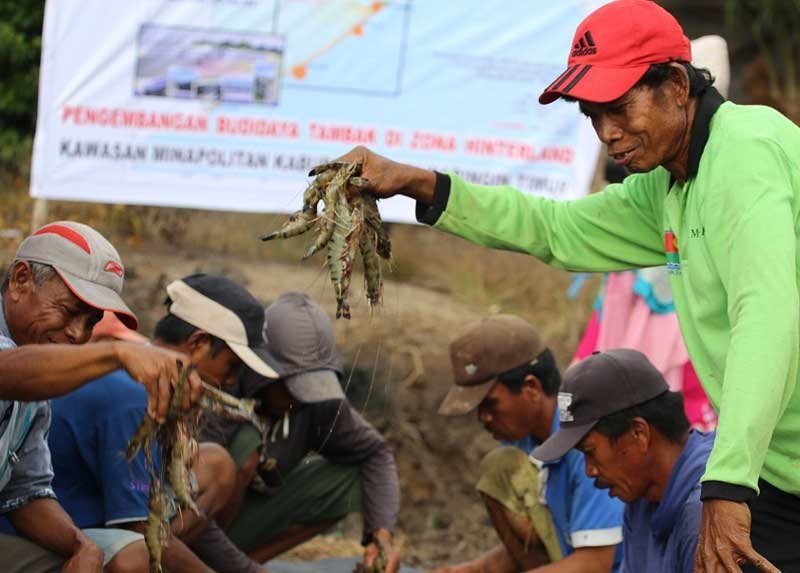 Kalteng,Kalteng Bakal Kebanjiran Udang Vaname