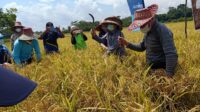 Barito Timur,Panen Padi