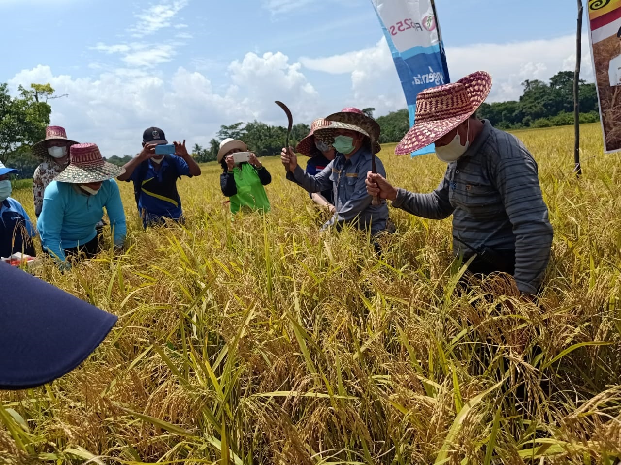 Barito Timur,Panen Padi