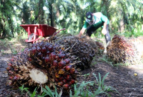 koperasi,tuntut plasa warga Kecamatan Manuhing datangi perusahaan