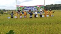 beras bernutrisi tinggi