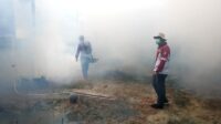 kasus demam berdarah dengue (DBD) menurun signifikan