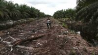 Illegal Logging Penyebab Terbesar Kerusakan Hutan