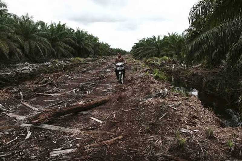 Illegal Logging Penyebab Terbesar Kerusakan Hutan