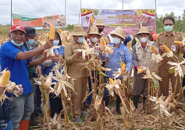 jagung