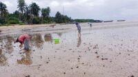 Serunya Berburu Kerang Bambu di Pesisir Pantai Bogam