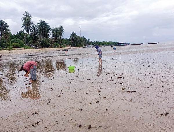 MENCARI-KERANG-BAMBU Serunya Berburu Kerang Bambu di Pesisir Pantai Bogam