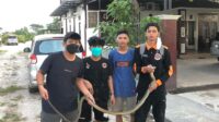 Palangka Raya,Waspadai Kehadiran Ular Dekat Rumah