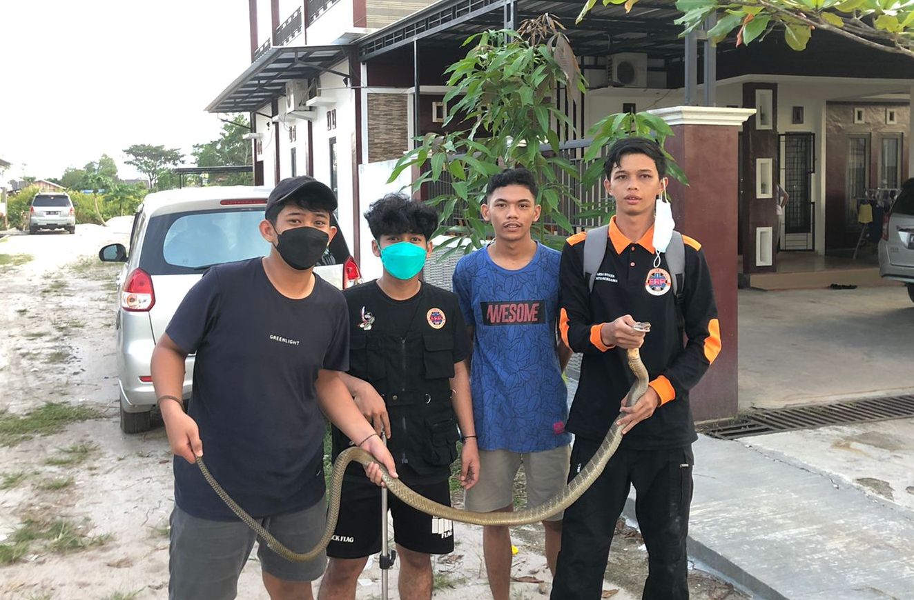 Palangka Raya,Waspadai Kehadiran Ular Dekat Rumah