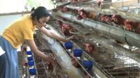 Harga Telur Ayam Lokal Anjlok