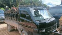 maling pencuri buah kelapa sawit