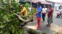 Sampit,pohon tumbang di sampit