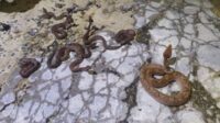 BKSDA Tangkap Belasan Ular Viper