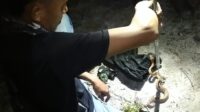 Ular Viper Teror Warga Pesisir Kotawaringin Barat