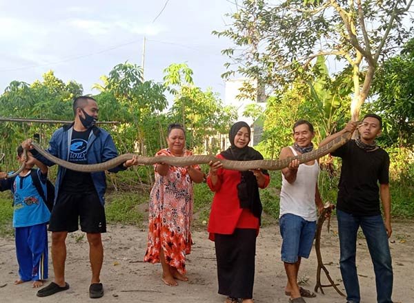 ULAR Evakuasi ular king cobra di kumai