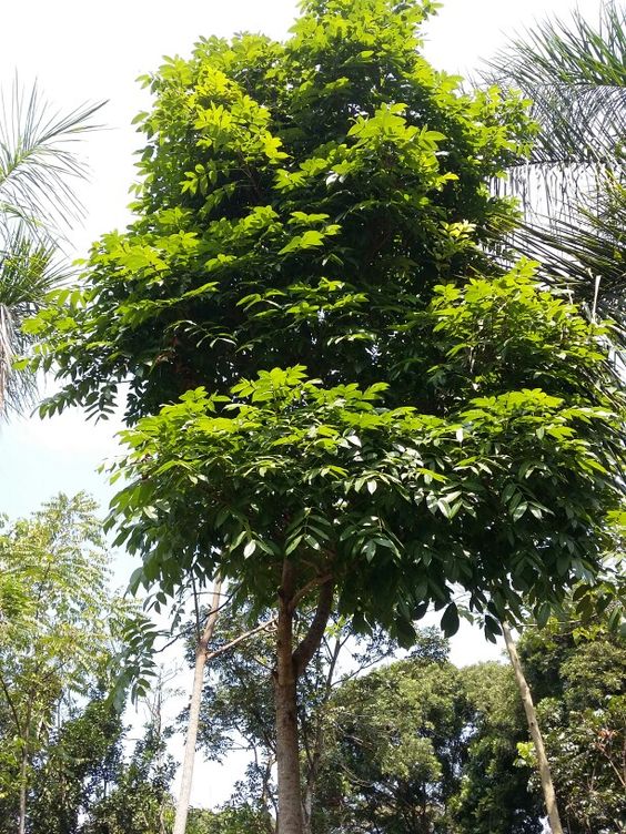 Pohon Pelindung,Sukamara