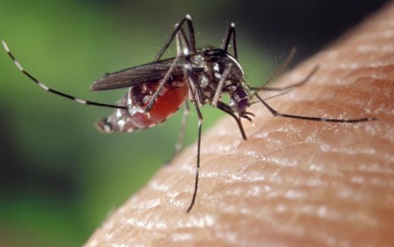 AWAS!!! Kasus DBD Meningkat di Kotim,demam berdarah dengue