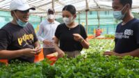 Agriculture Electrifying hidroponik PLN,hidroponik,Electrifying Agriculture,hidroponik nft,hidroponik selada,radar sampit,monica radar sampit,listrik