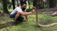 King Cobra