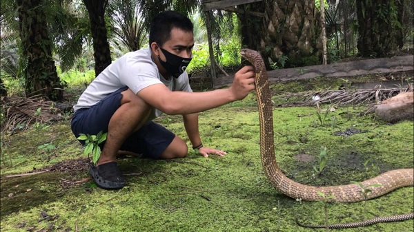 King Cobra