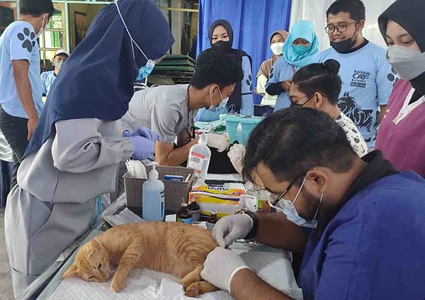 Komunitas pecinta kucing yang tergabung dalam Sampit Cat Lovers (SCL)