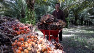 Kerja di Kebun Sawit