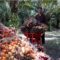 Kerja di Kebun Sawit