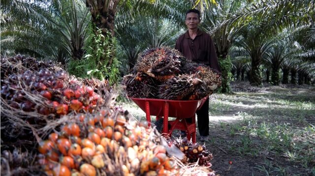 Kerja di Kebun Sawit