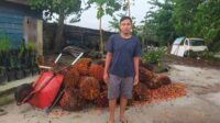 mencuri buah sawit di telawang