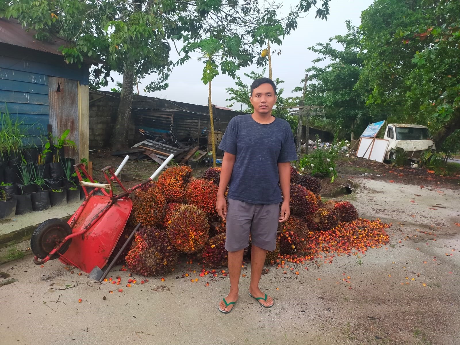 mencuri buah sawit di telawang