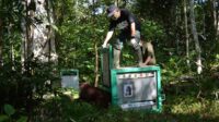 melepasliarkan delapan orang utan hasil rehabilitasi kawasan Taman Nasional Bukit Baka Bukit Raya