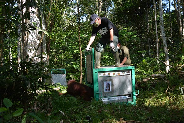 melepasliarkan delapan orang utan hasil rehabilitasi kawasan Taman Nasional Bukit Baka Bukit Raya