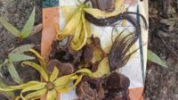Warga Desa Pelangsian kembali menemukan tulang dan rambut dari tumpukan pasir bangunan