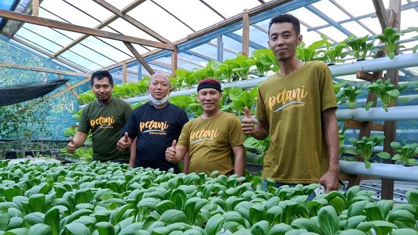 PETANI HIDROPONIK SAMPIT