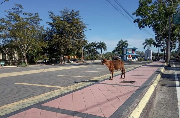 Anak Sapi Bikin Macet Jalanan