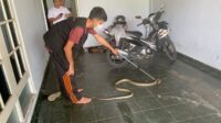 Palangka Raya,King Kobra