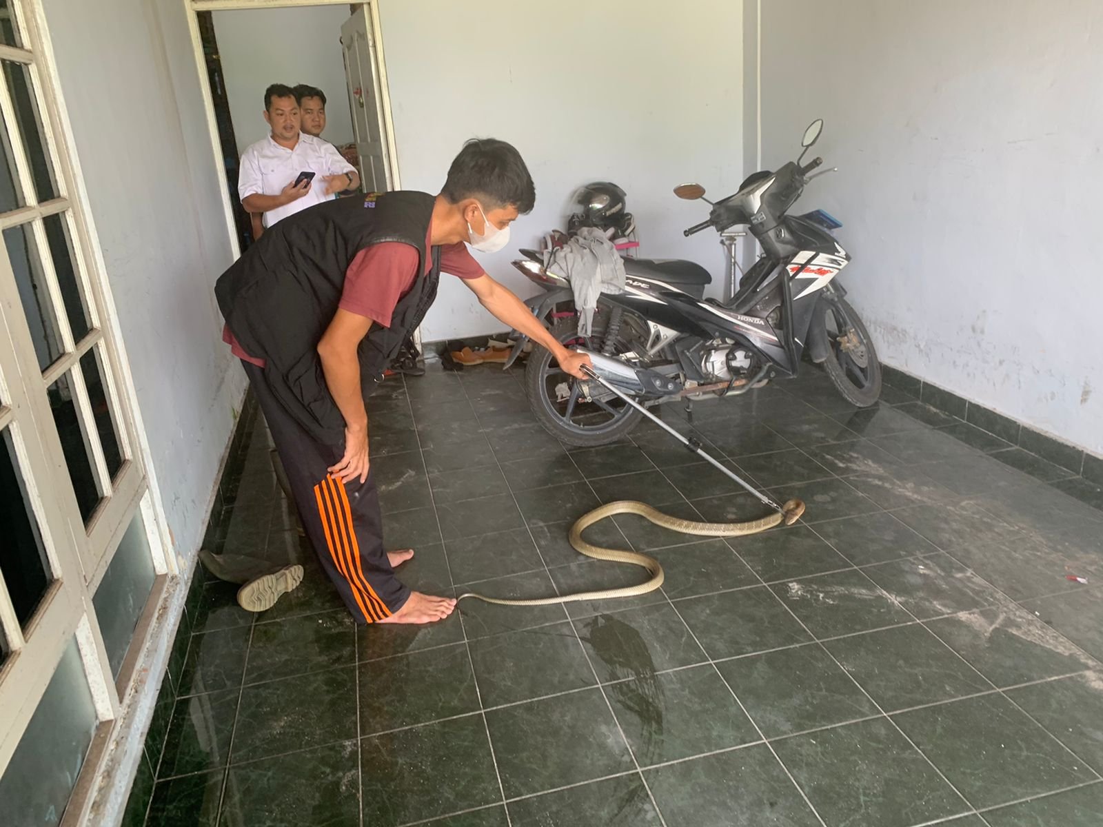 Palangka Raya,King Kobra