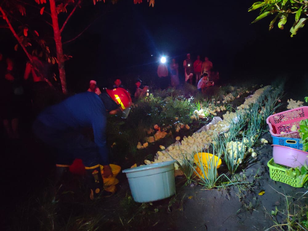 Kandang Terbakar Ratusan Anak Ayam Mati Kepanasan