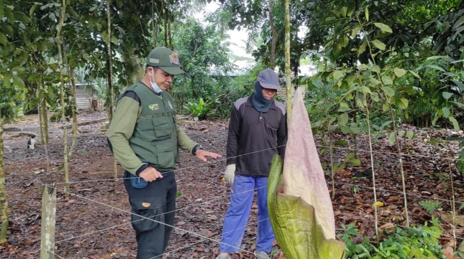 Bunga Bangkai Tumbuh Di Halaman Rumah
