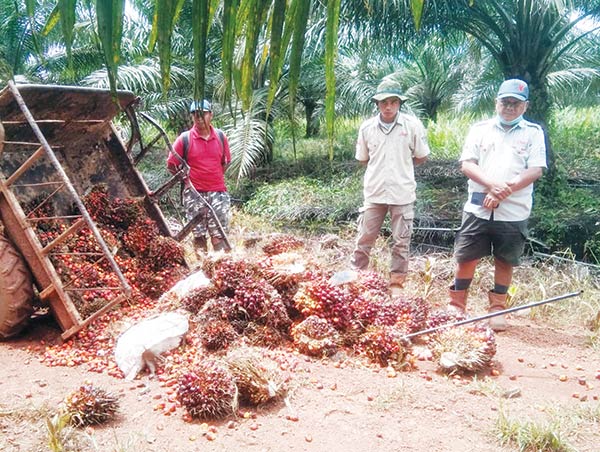 Persoalan terkait perkebunan kelapa sawit di Kabupaten Kotawaringin Timur (Kotim) seolah tak ada habisnya