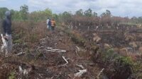peladang tradisional,karhutla,kebakaran hutan dan lahan,peladang