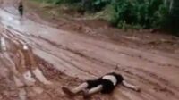 Diserang Pasukan Lebah Sopir Taksi Travel Tewas