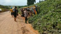 Truk Muat Sawit Terguling