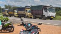 Aktivitas pengangkutan kayu log di Kabupaten Katingan