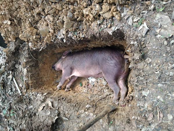 Peternak babi di Kabupaten Kotawaringin Timur resah dengan kematian mendadak ratusan babi