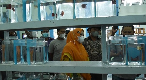 IKAN HIAS 3 Budidaya Ikan Hias Mulai Dilirik