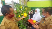 melon golden alisha